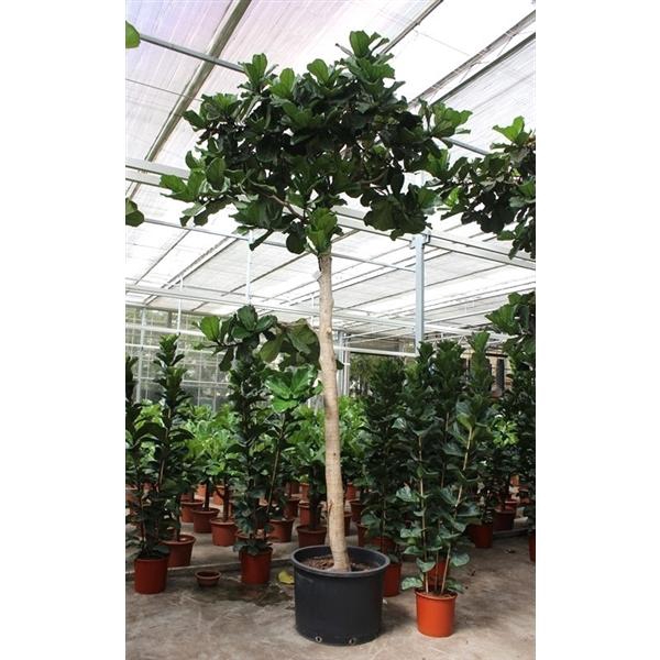 <h4>Ficus lyrata</h4>
