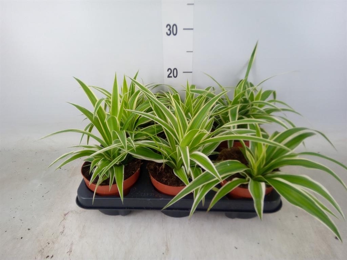 <h4>Chlorophytum com.</h4>