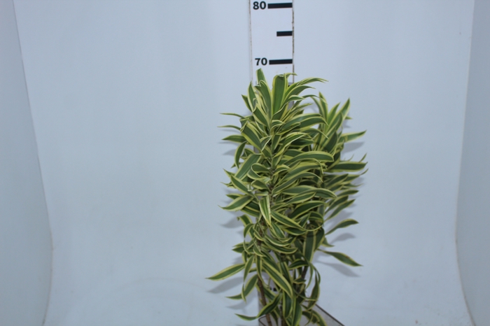 NÃO USAR FOLHAGEM DRACENA PLEOMELE VARIEGATA