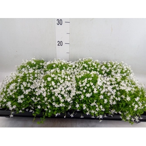 Isotoma axillaris 'Shooting Star'