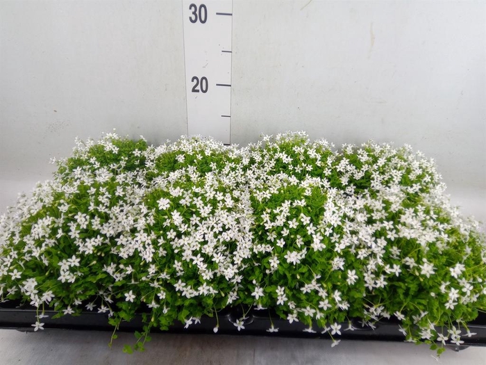 <h4>Isotoma axillaris 'Shooting Star'</h4>