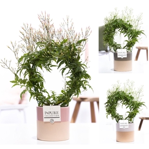 Jasminum Poly. ( 200+ knop) in P&PURE Tess 2 ceramics ass.3