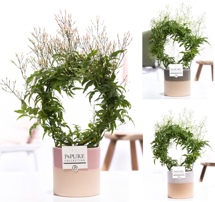 <h4>Jasminum Poly. ( 200+ knop) in P&PURE Tess ceramics ass.3</h4>