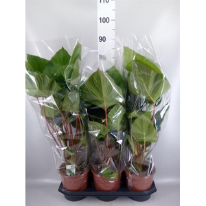 Homalomena rubescens 'Maggy'