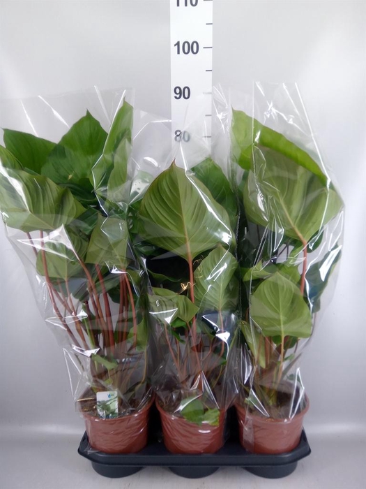 <h4>Homalomena rubescens 'Maggy'</h4>