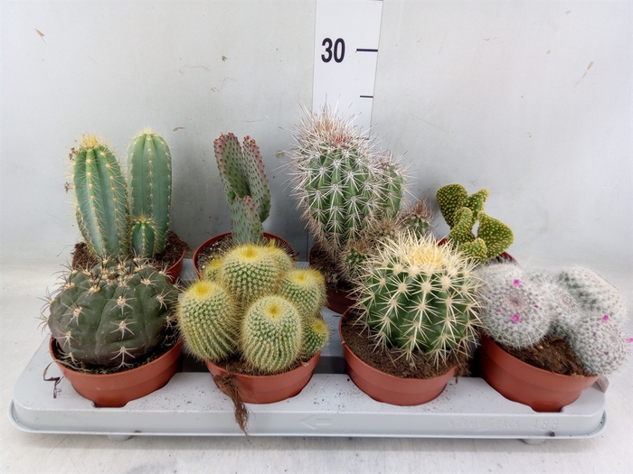 <h4>Cactus   ...mix</h4>