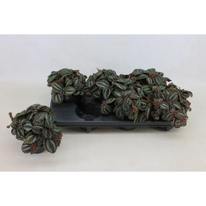 PILEA NORFOLK