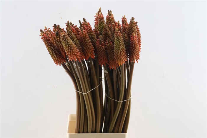 <h4>Kniphofia Alcazar</h4>