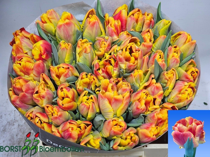 <h4>TU PA UNDERCOVER</h4>