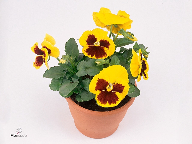 Viola wr. 'Colossus Yellow Blotch'