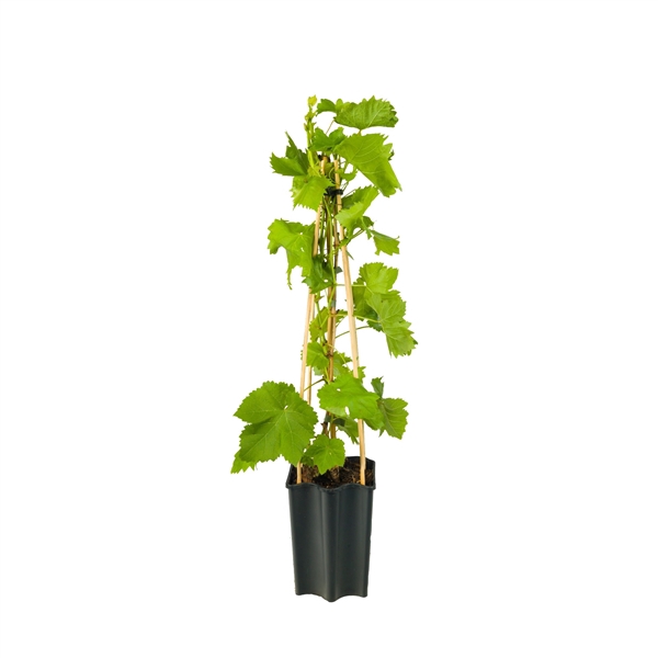 <h4>Vitis 'Zilga' +light label</h4>