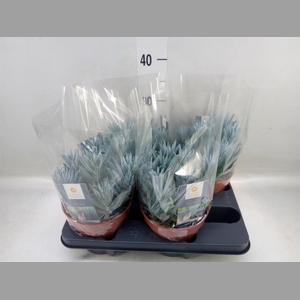 Curio ficoides 'Stelvio'