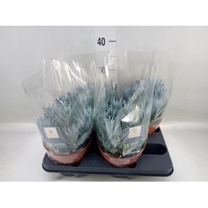 Curio ficoides 'Stelvio'