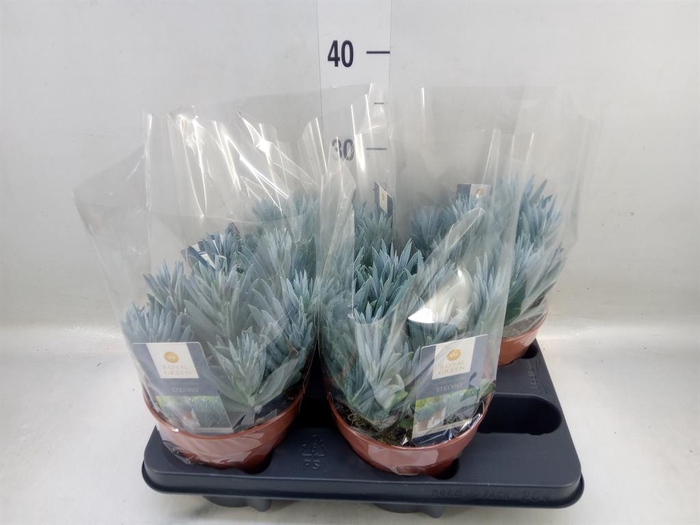 <h4>Curio ficoides 'Stelvio'</h4>