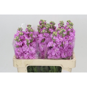 Matthiola Iron Pink