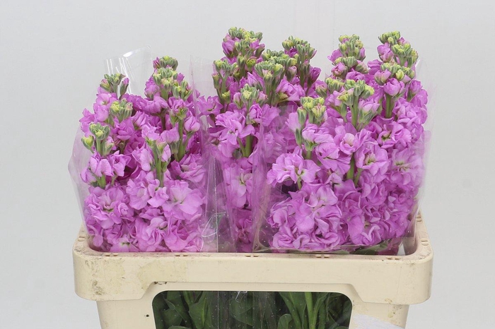 <h4>Matthiola Iron Pink</h4>