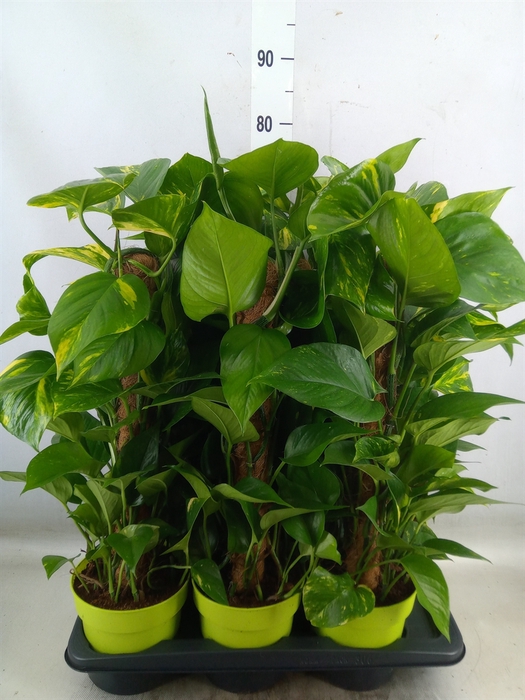 <h4>Epipremnum pinn.   ...moss stick</h4>