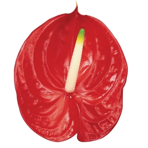 ANTHURIUM TROPICAL 13/15 045 CM DIAM MIN 13 CM VERMELHO