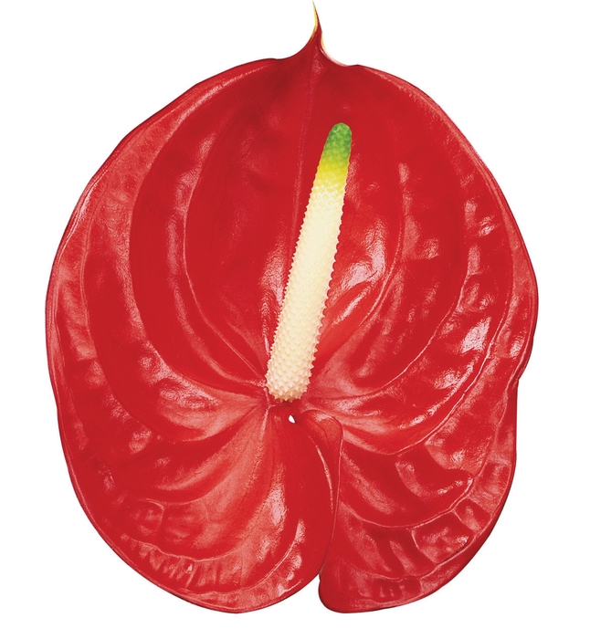 <h4>ANTHURIUM TROPICAL 13/15 045 CM DIAM MIN 13 CM VERMELHO</h4>