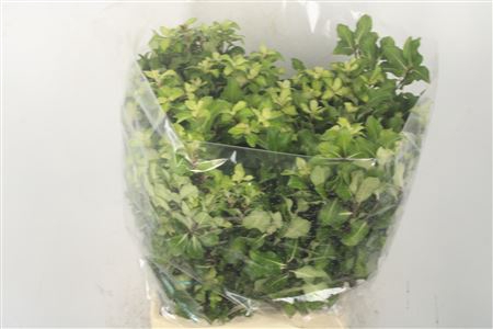 <h4>Pitto Lemon Per Bunch</h4>