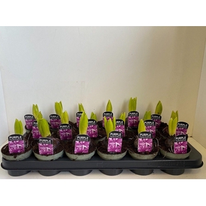 9cm Hyacint Purple Sensation in olijfgroene pot