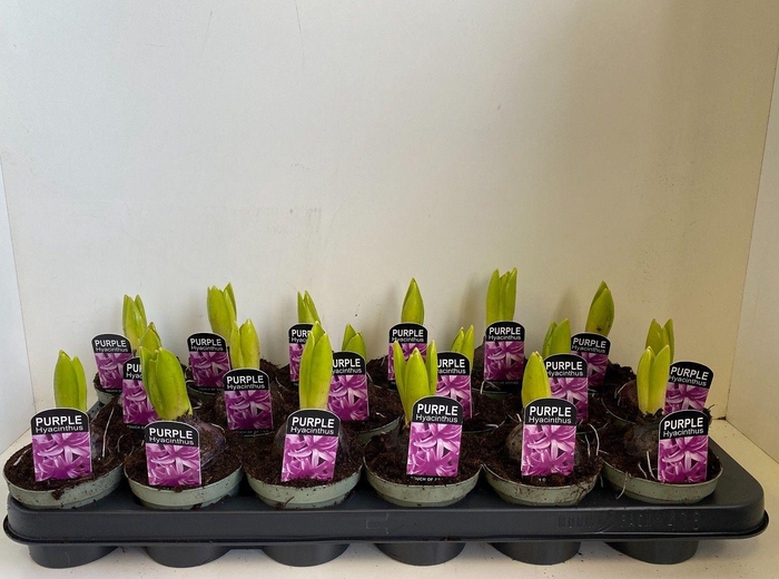 <h4>9cm Hyacint Purple Sensation in olijfgroene pot</h4>