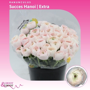 Ranunculus Succes Hanoi | Extra