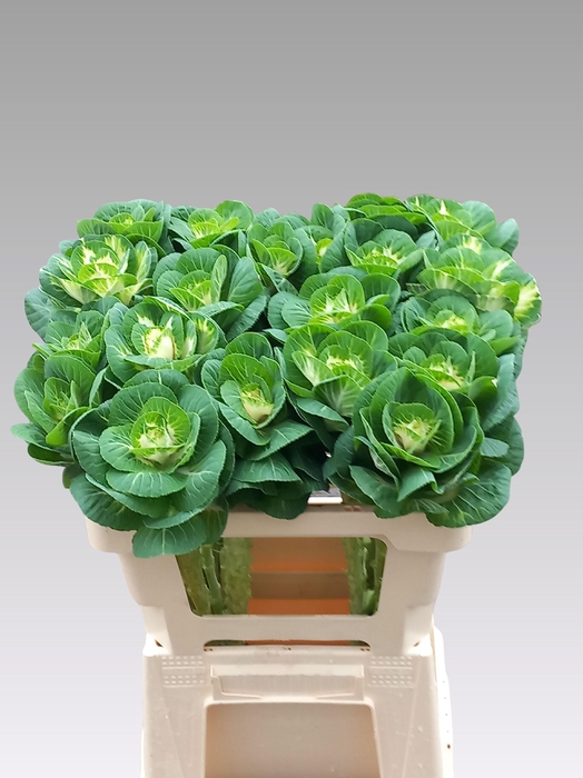 <h4>BRASS WHITE CRANE</h4>