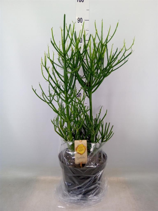 <h4>Euphorbia tirucalli</h4>