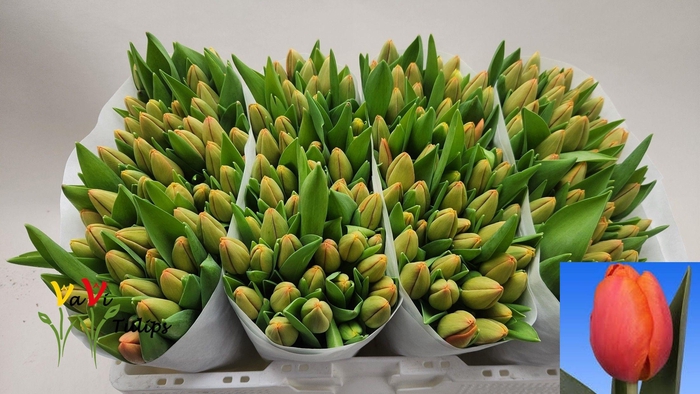 <h4>TU EN TIME OUT</h4>