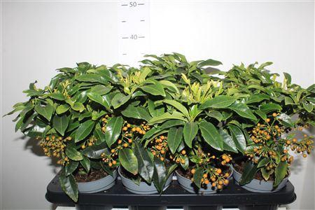 <h4>Ardis Crenata</h4>