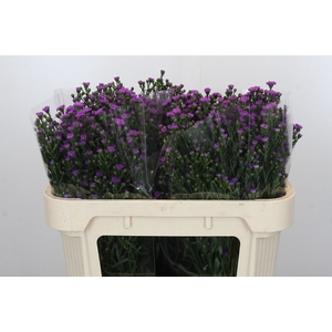Aster Baby Pink
