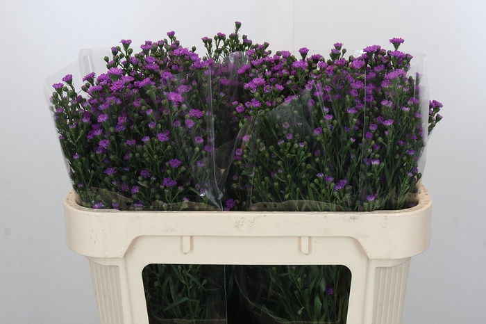 <h4>Aster Baby Pink</h4>