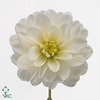DAHLIA DE 'WHITE ONESTA'
