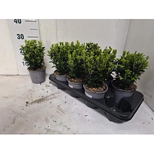 EUONYMUS JA GR SPIRE