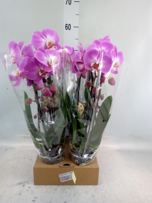 <h4>Phalaenopsis  'Elegant Cascade'</h4>