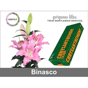 Li Or Binasco 3+