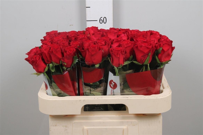 <h4>R Gr Revolution</h4>