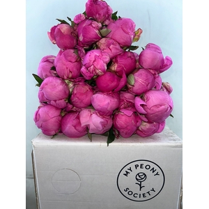 Paeonia Dr A Fleming