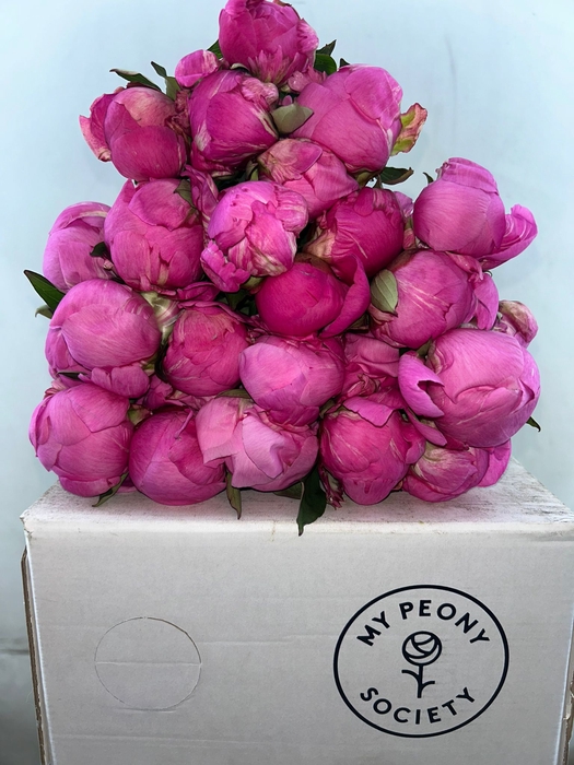 <h4>Paeonia Dr A Fleming</h4>