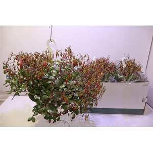 arr8 Kal Mariko In Hangpot