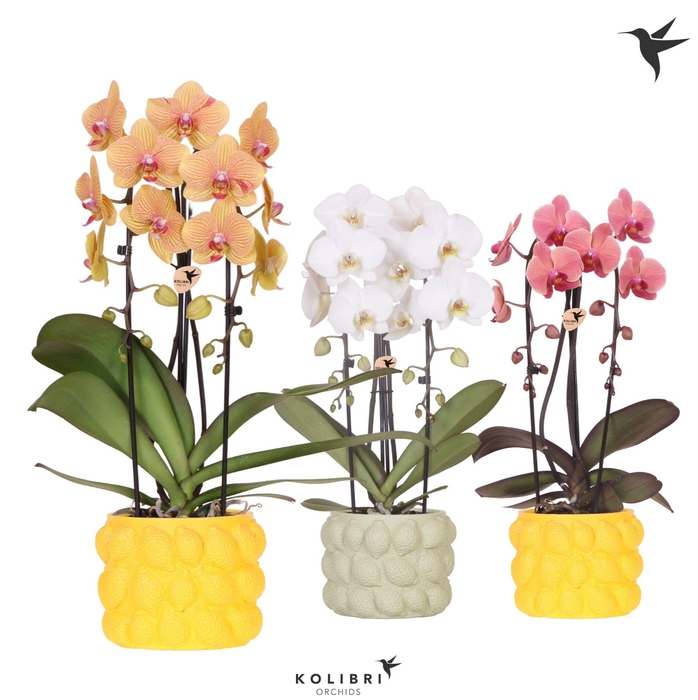 <h4>Kolibri Orchids Cascade Niagara Fall mix 2 spike in Citrus pot mix</h4>