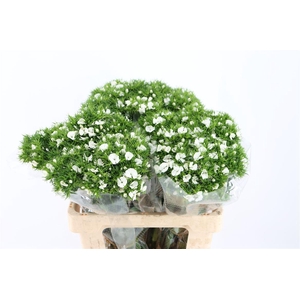 Di Barb Breanthus Hera Wite