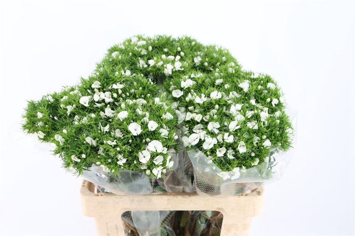 <h4>Di Barb Breanthus Hera Wite</h4>