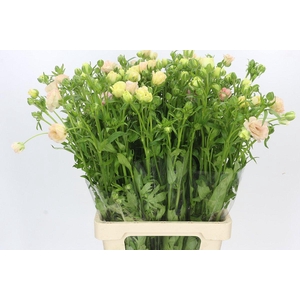 Ranunculus Magical Mascarpone