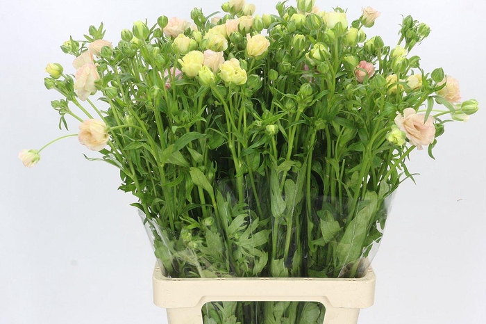 <h4>Ranunculus Magical Mascarpone</h4>