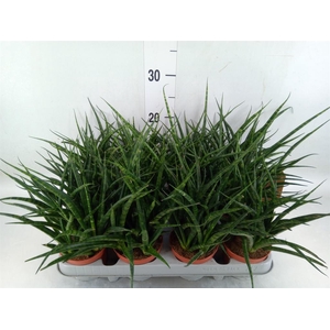Sansevieria  'Fernwood'