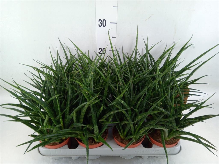 <h4>Sansevieria 'Fernwood'</h4>