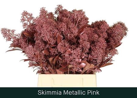 <h4>Skim Ov Bs Metallic Pink Klb</h4>