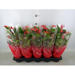 Anthurium  'Trillions Red'